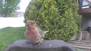 house finch