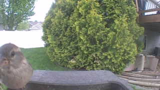 house sparrow