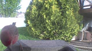 house finch