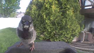house sparrow