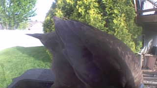 american crow