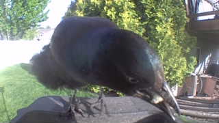 common grackle