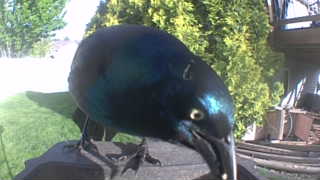 common grackle