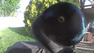 common grackle