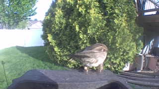 house sparrow