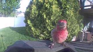 purple finch