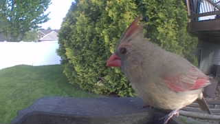 northern cardinal