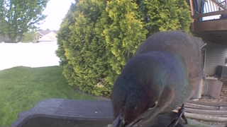 mallard