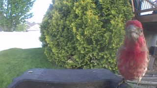 purple finch