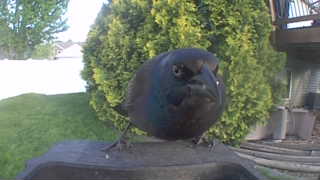 common grackle