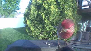house finch