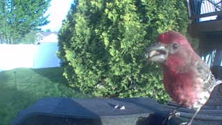 house finch