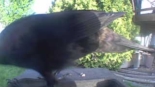 american crow