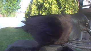 common grackle