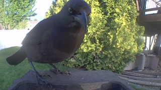 brown-headed cowbird