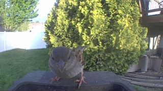 house sparrow