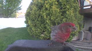 house finch