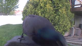 common grackle