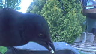 brown-headed cowbird