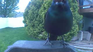 common grackle