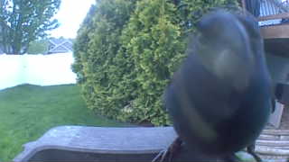 rock pigeon