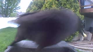 common grackle