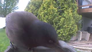 dark-eyed junco