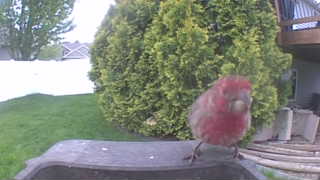 house finch