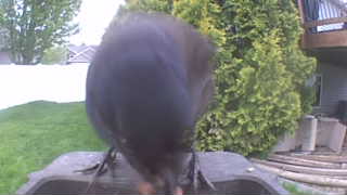 common grackle