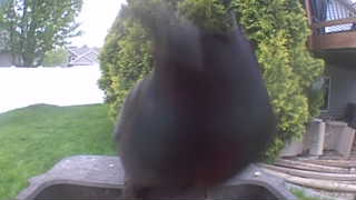 american robin