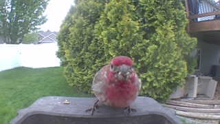 house finch