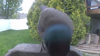 common grackle