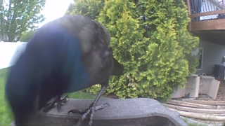 common grackle