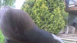 rock pigeon