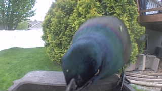 common grackle