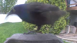 common grackle