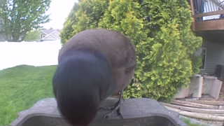 american robin