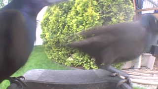 american crow