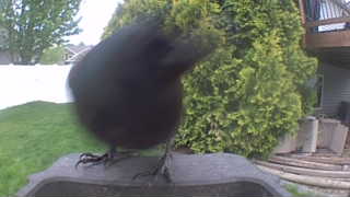american crow