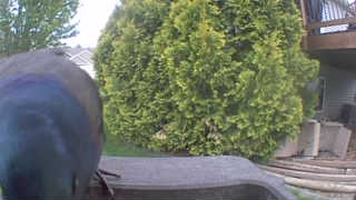 common grackle