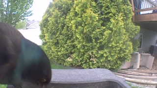 common grackle