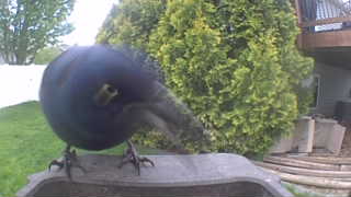 common grackle