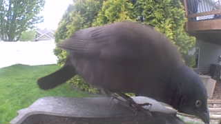 common grackle