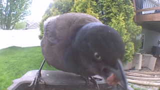 common grackle