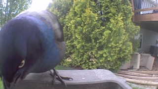 common grackle