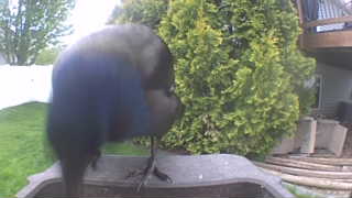 common grackle