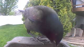 common grackle