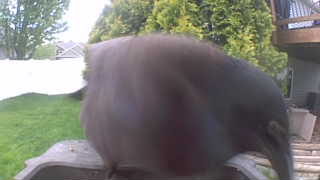 common pigeon
