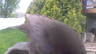 american crow