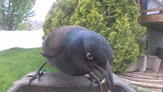common grackle